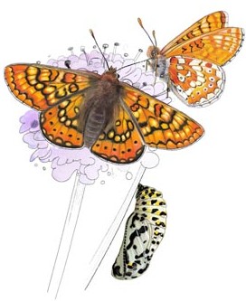 Damier de la succise